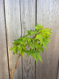 Acer Palmatum ‘Sekka Yatsubusa’