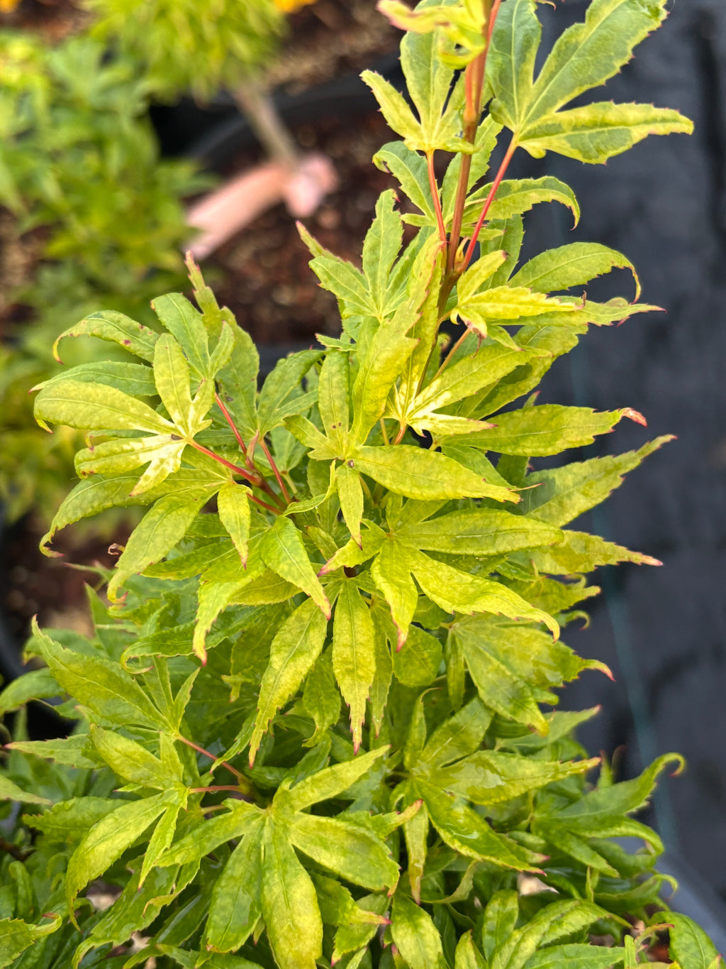 Acer Palmatum ‘El Tigre’ Mendoza