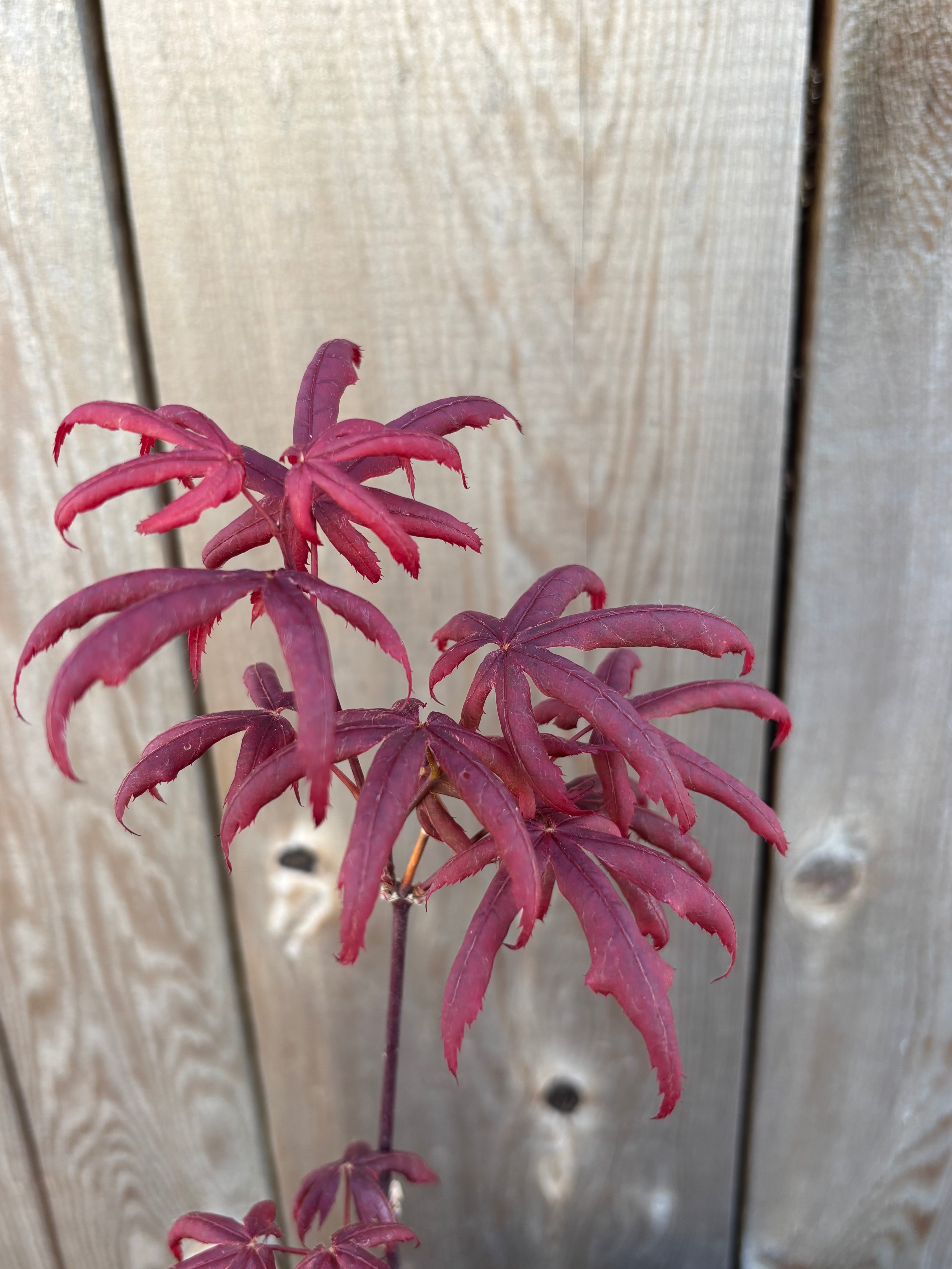 Acer Palmatum ‘Peve Starfish’