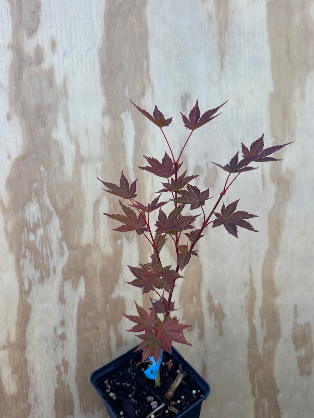 Acer Palmatum ‘Dragon King’