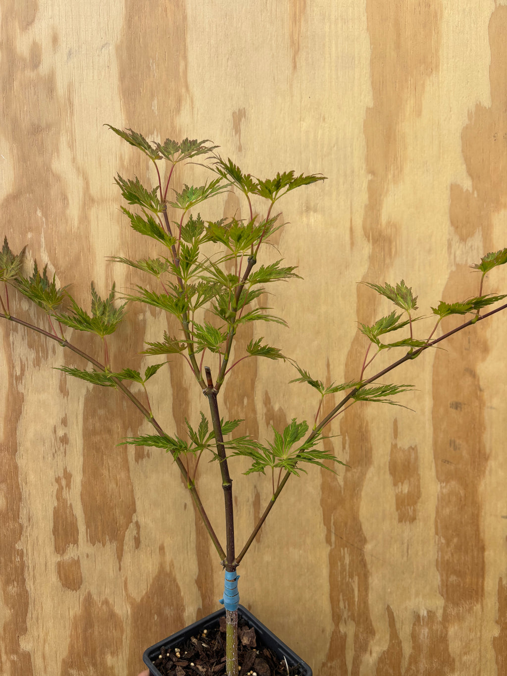 Acer Shirasawanum ‘Green Snowflake’