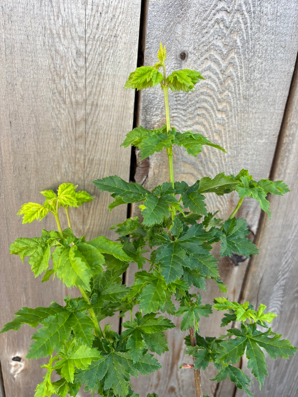 Acer Circinatum ‘Pacific Sprite’