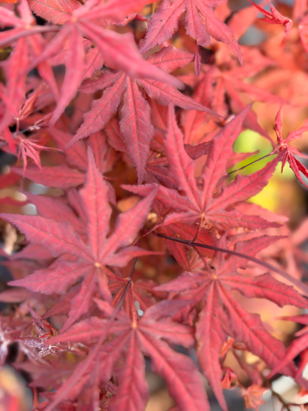 Acer Palmatum ‘Black Hole’