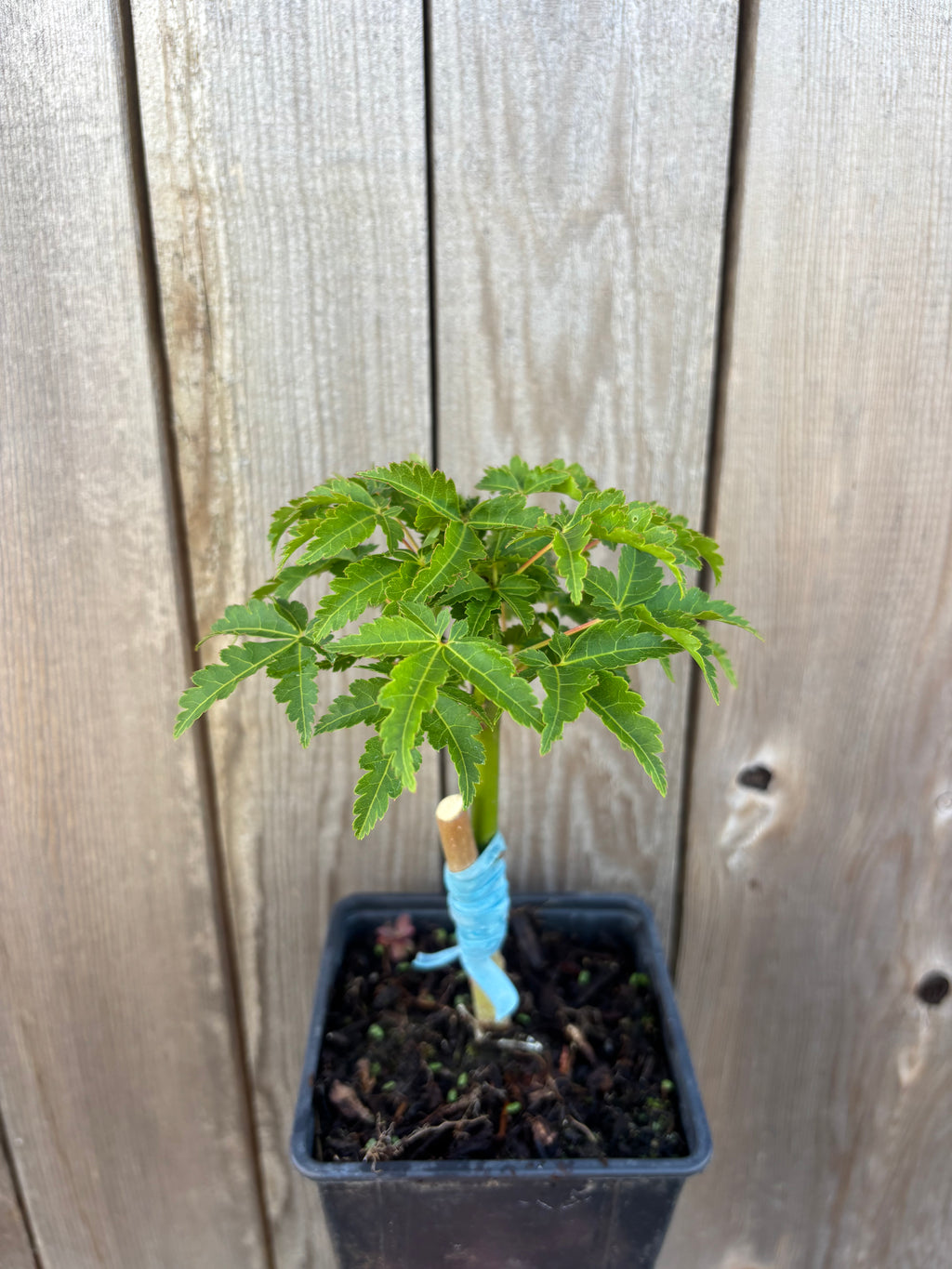 Acer Palmatum ‘Ojishi’