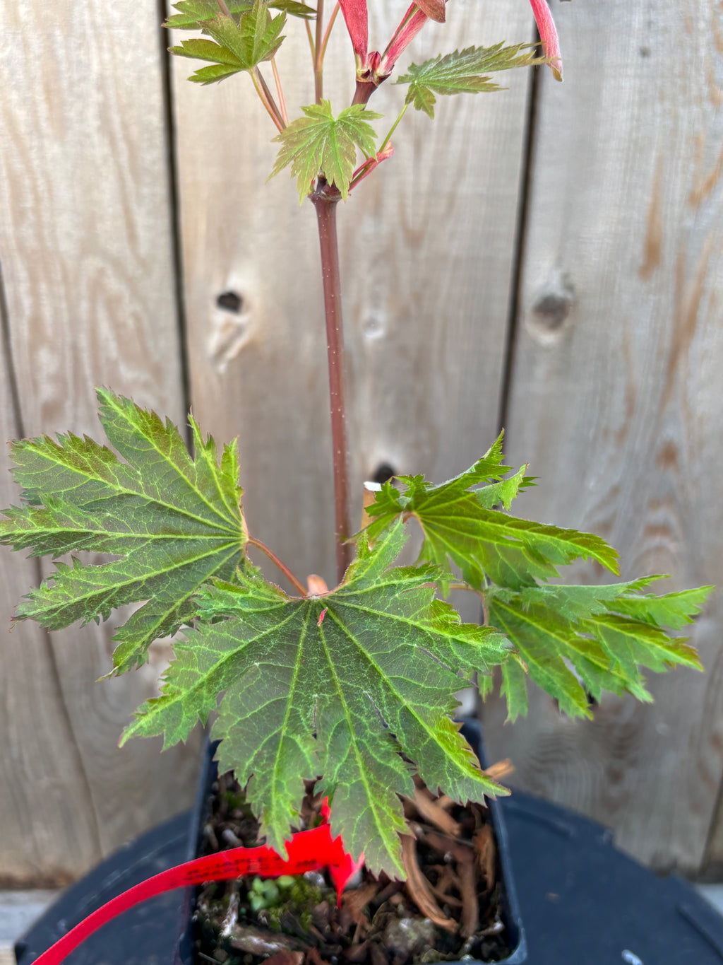 Acer Japonicum ‘Beni Otake’