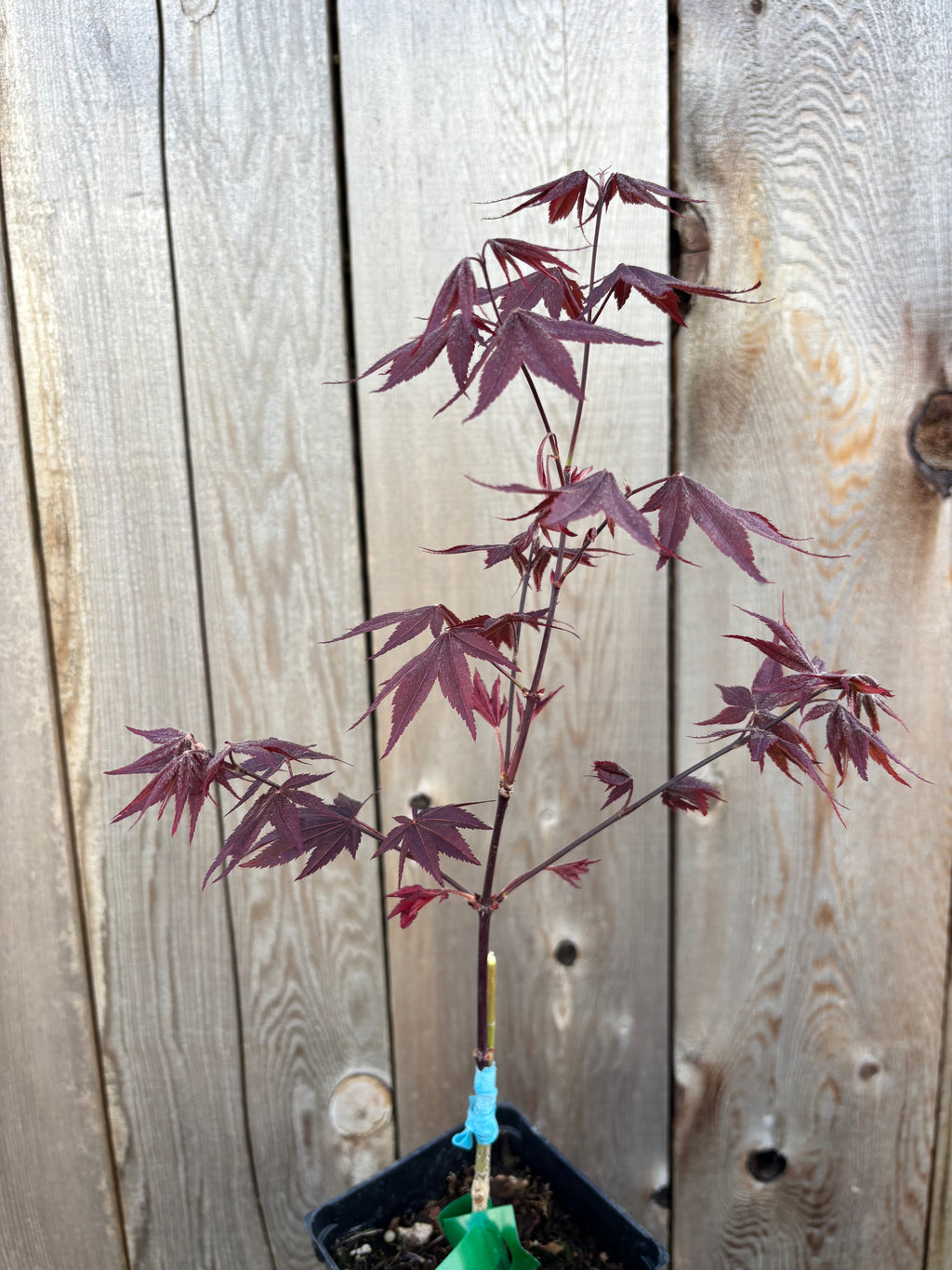 Acer Palmatum ‘Ruth’s Red’