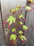 Acer Palmatum ‘Phantom Flame’
