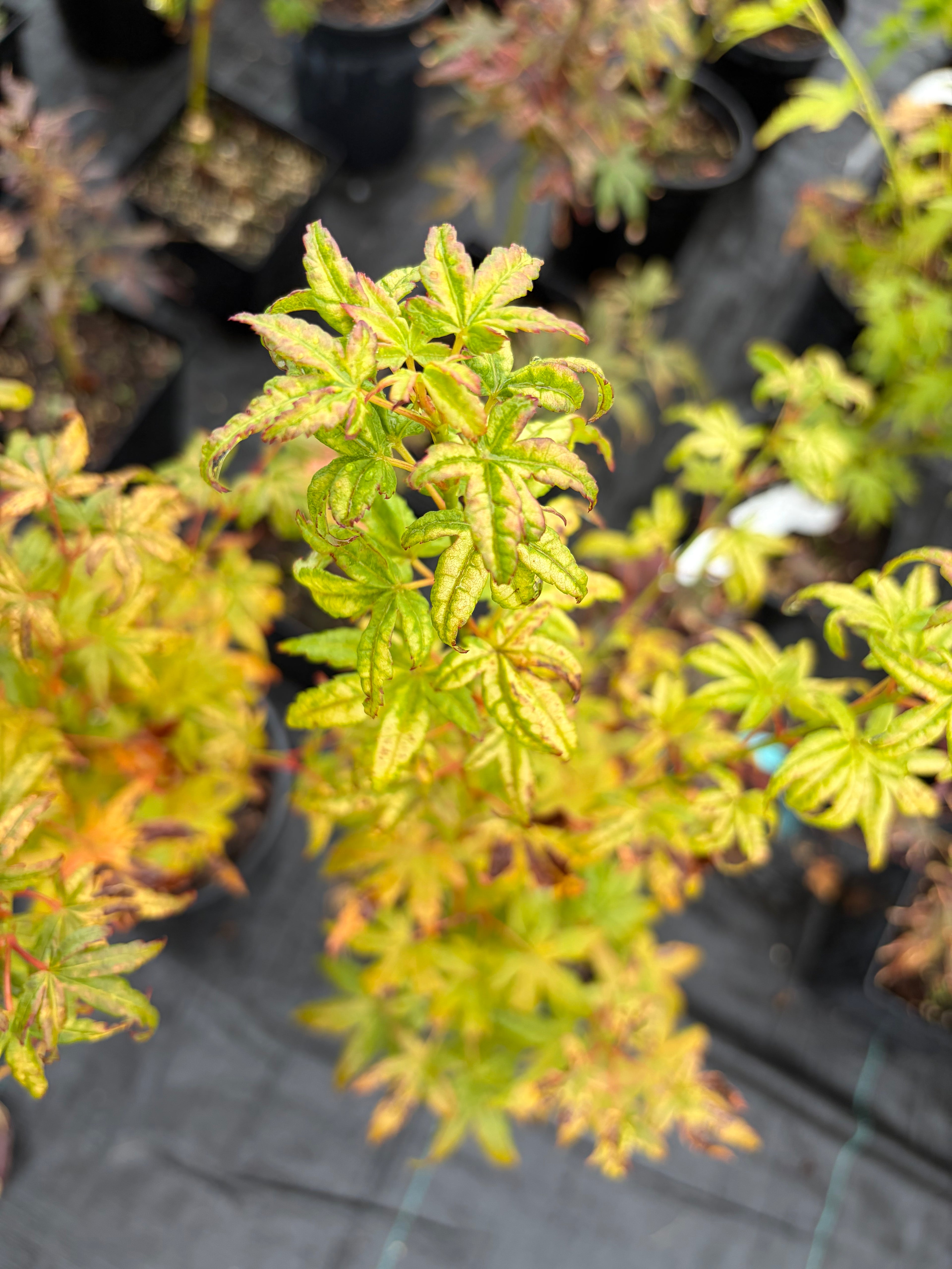 Acer Palmatum ‘Gabriela Mendoza’ RARE