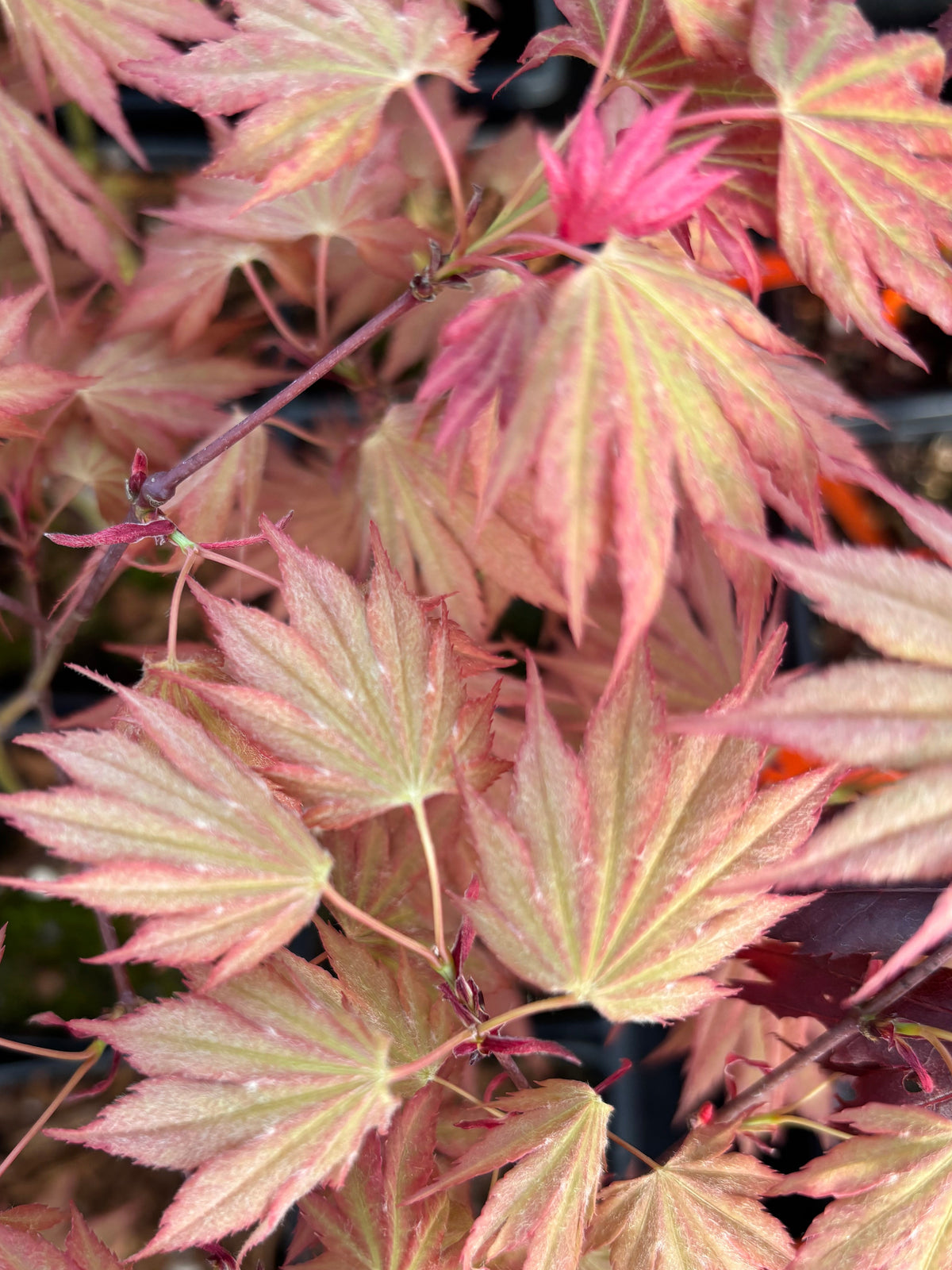 Acer Shirasawanum ‘Green Elf’