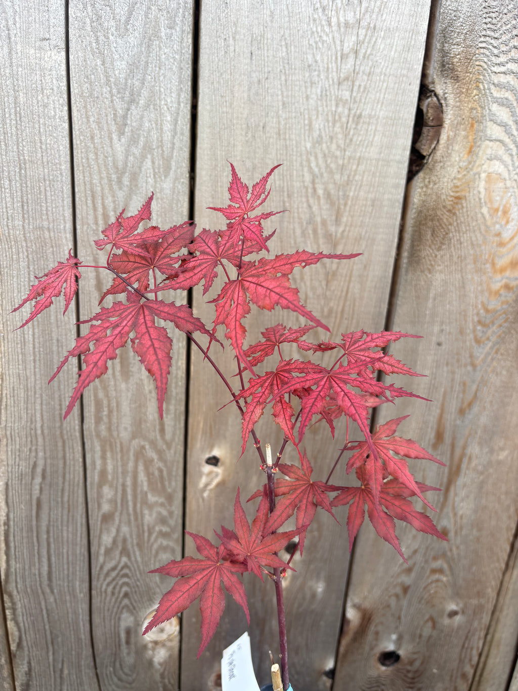 Acer Palmatum ‘Purple Ghost’