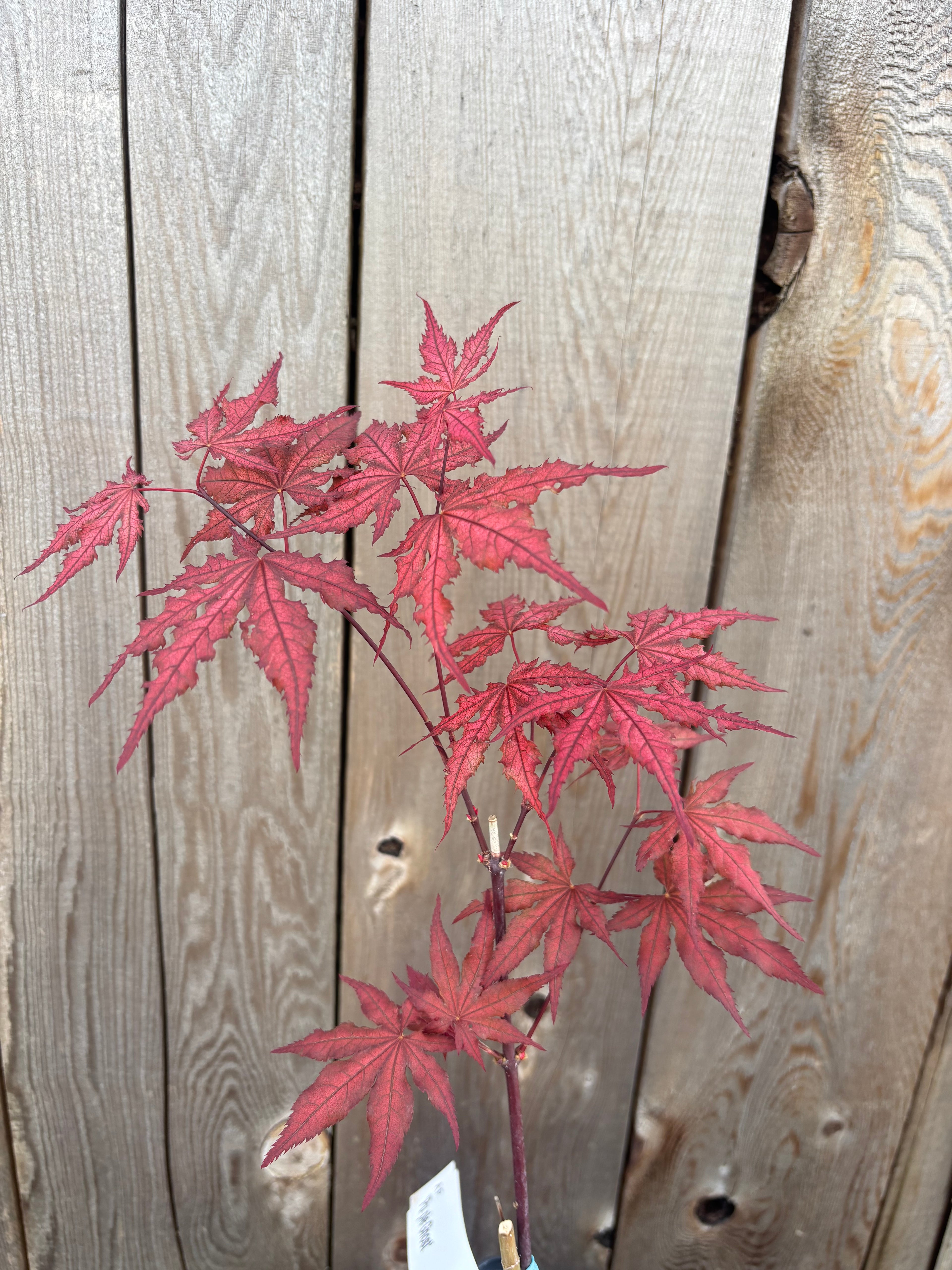 Acer Palmatum ‘Purple Ghost’