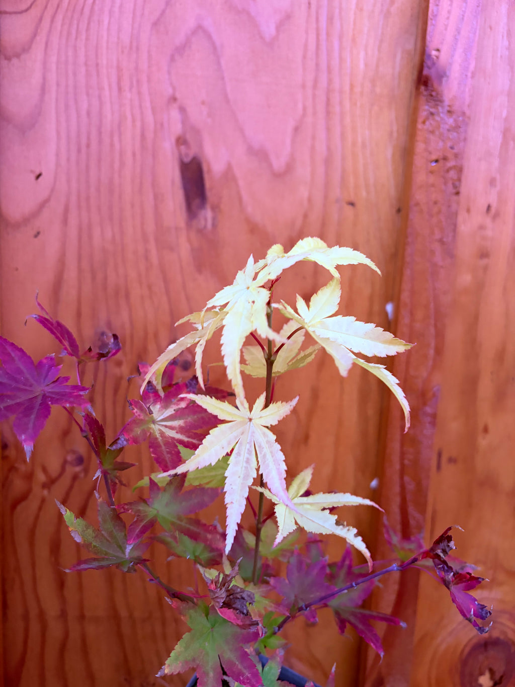 Acer Palmatum ‘Yellow Cascade’