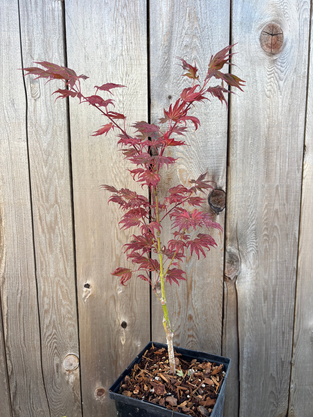 Acer Palmatum X ‘Purple Curl’