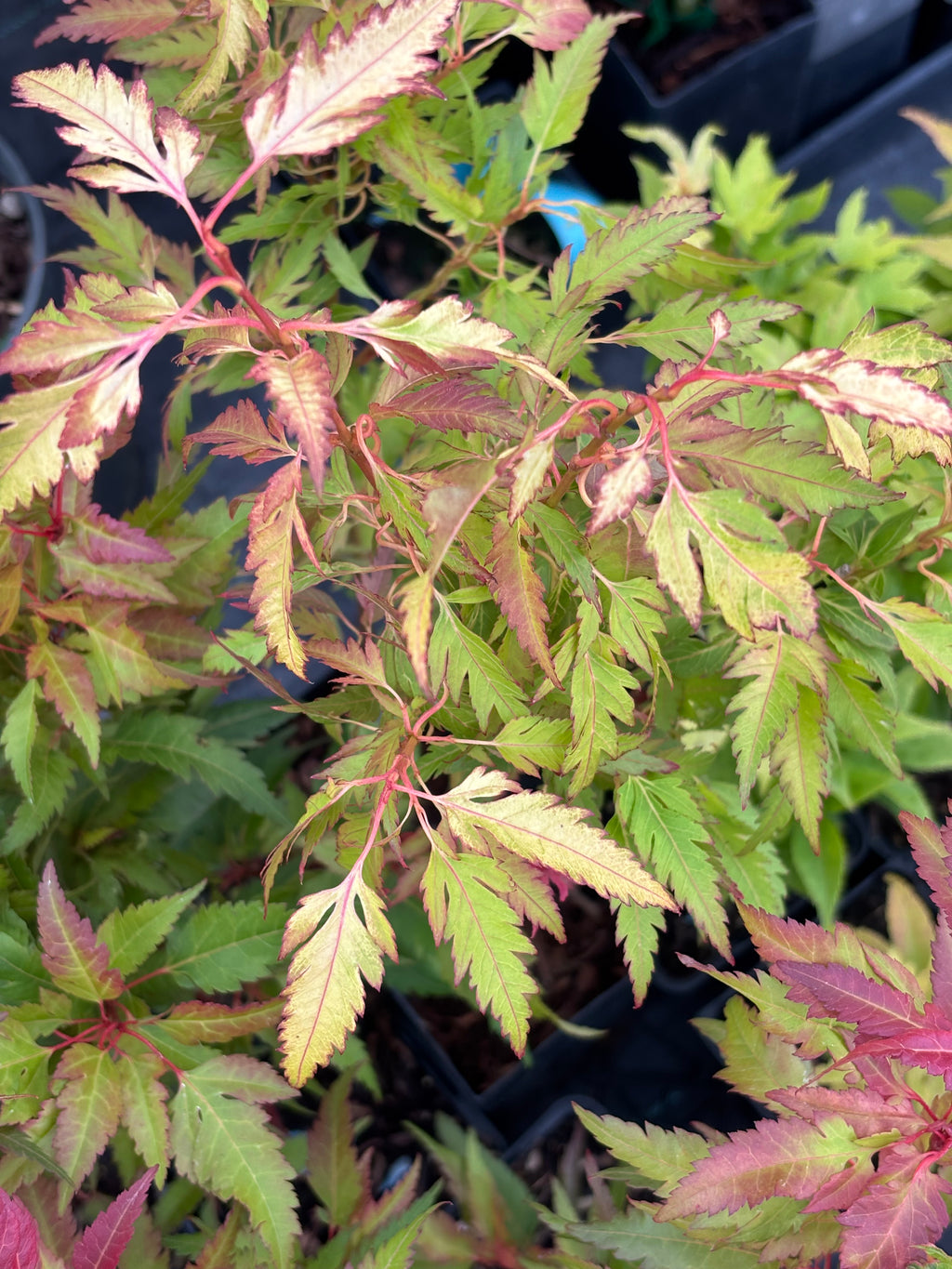 Acer Palmatum ‘Beni Hagoromo’