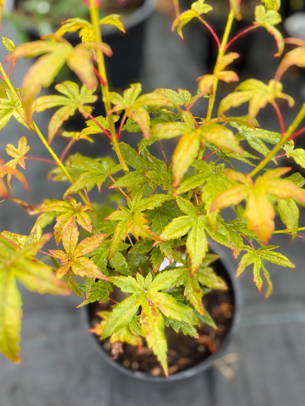 Acer Palmatum ‘Gabriela Mendoza’ RARE