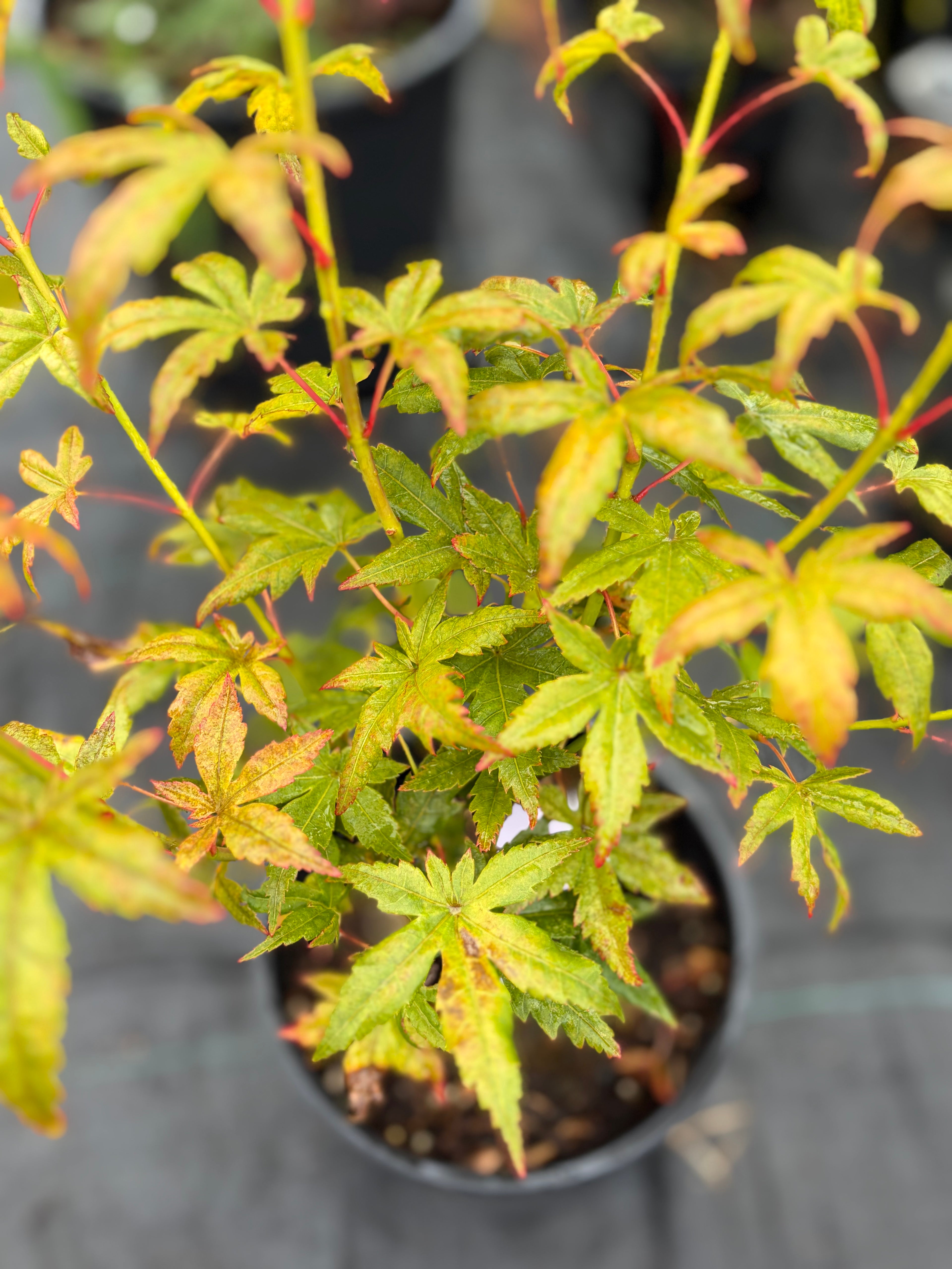 Acer Palmatum ‘Gabriela Mendoza’ RARE