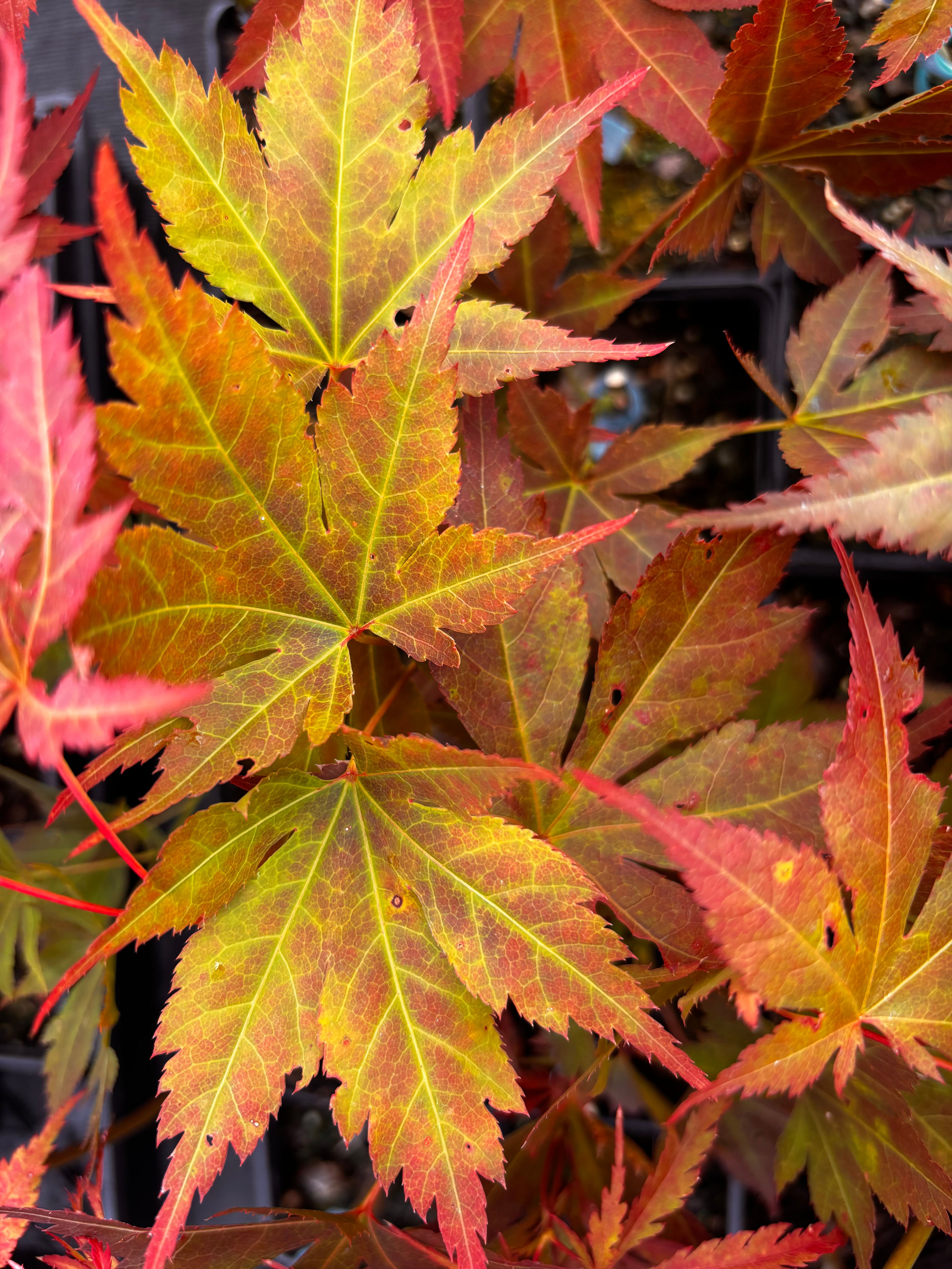 Acer Palmatum ‘Iijima Sunago’