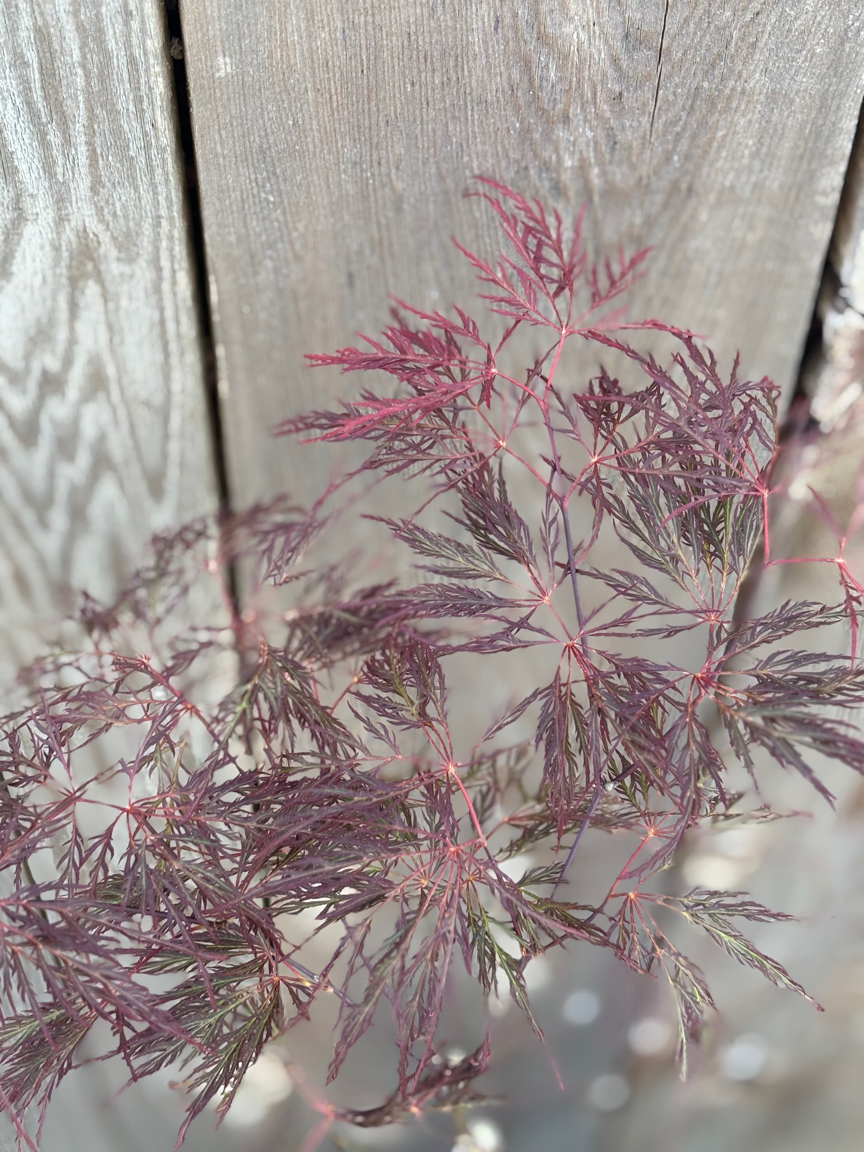 Acer Palmatum Dissectum ‘Red Filigree Lace’