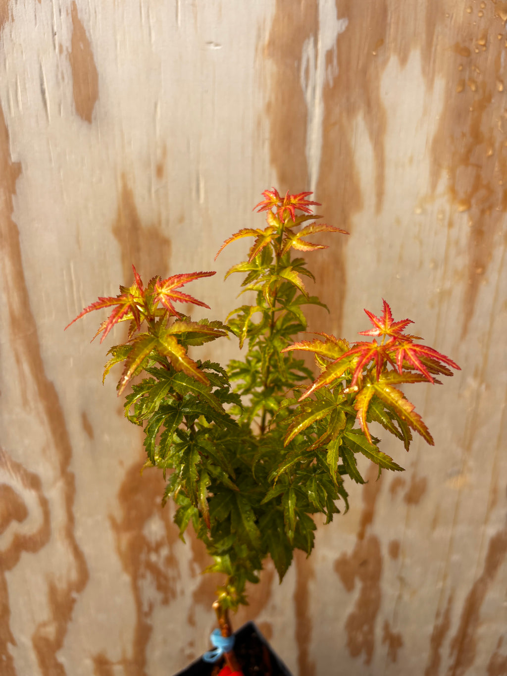Acer Palmatum ‘Goshiki Kotohime’