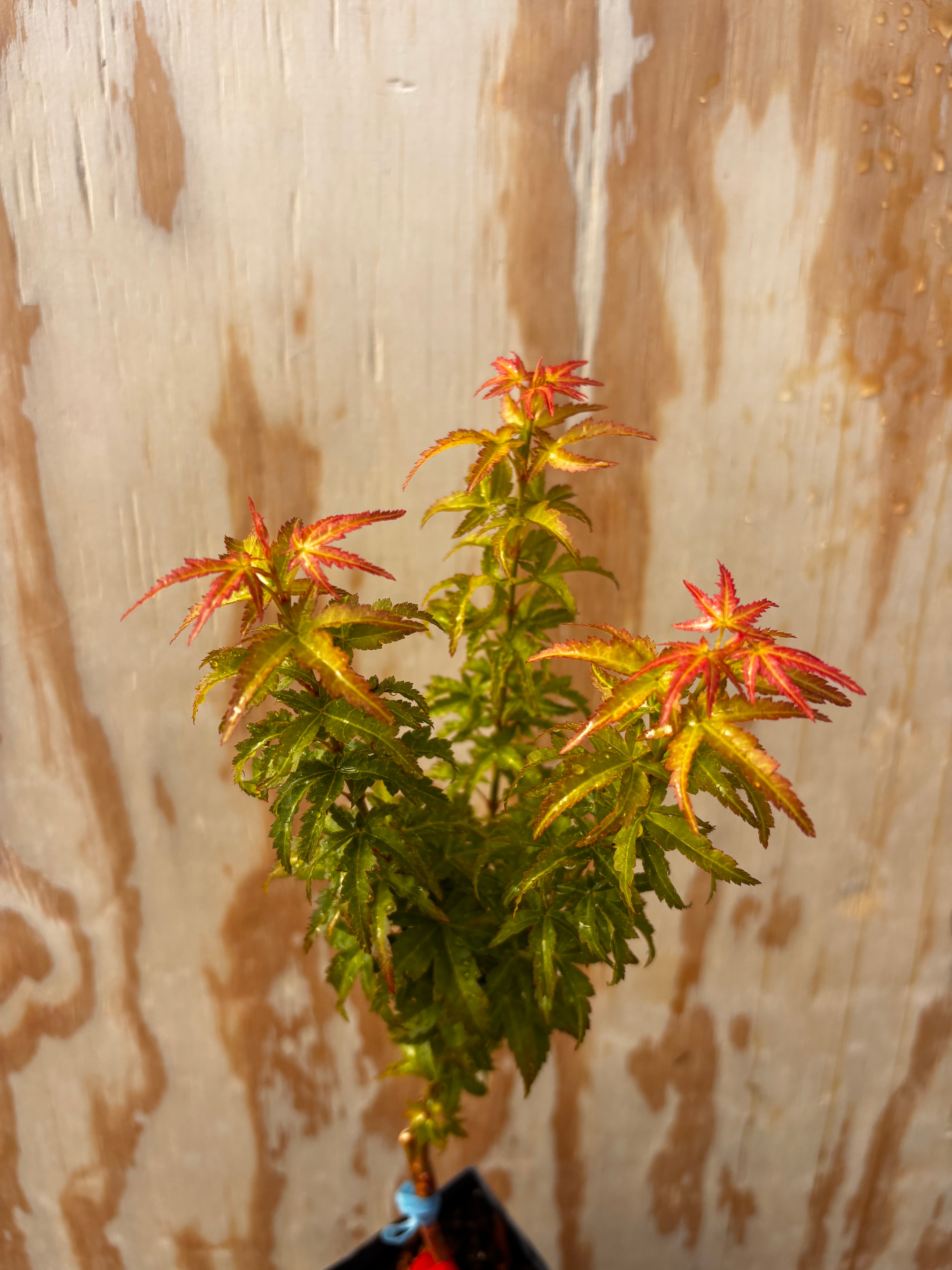 Acer Palmatum ‘Goshiki Kotohime’