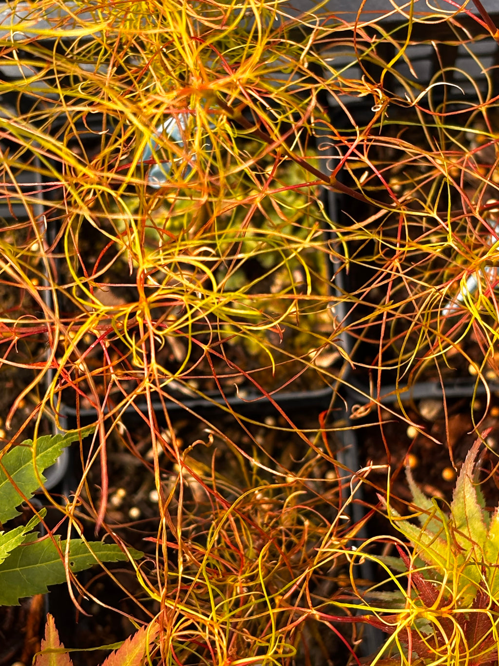 Acer Palmatum ‘Fairy Hair’