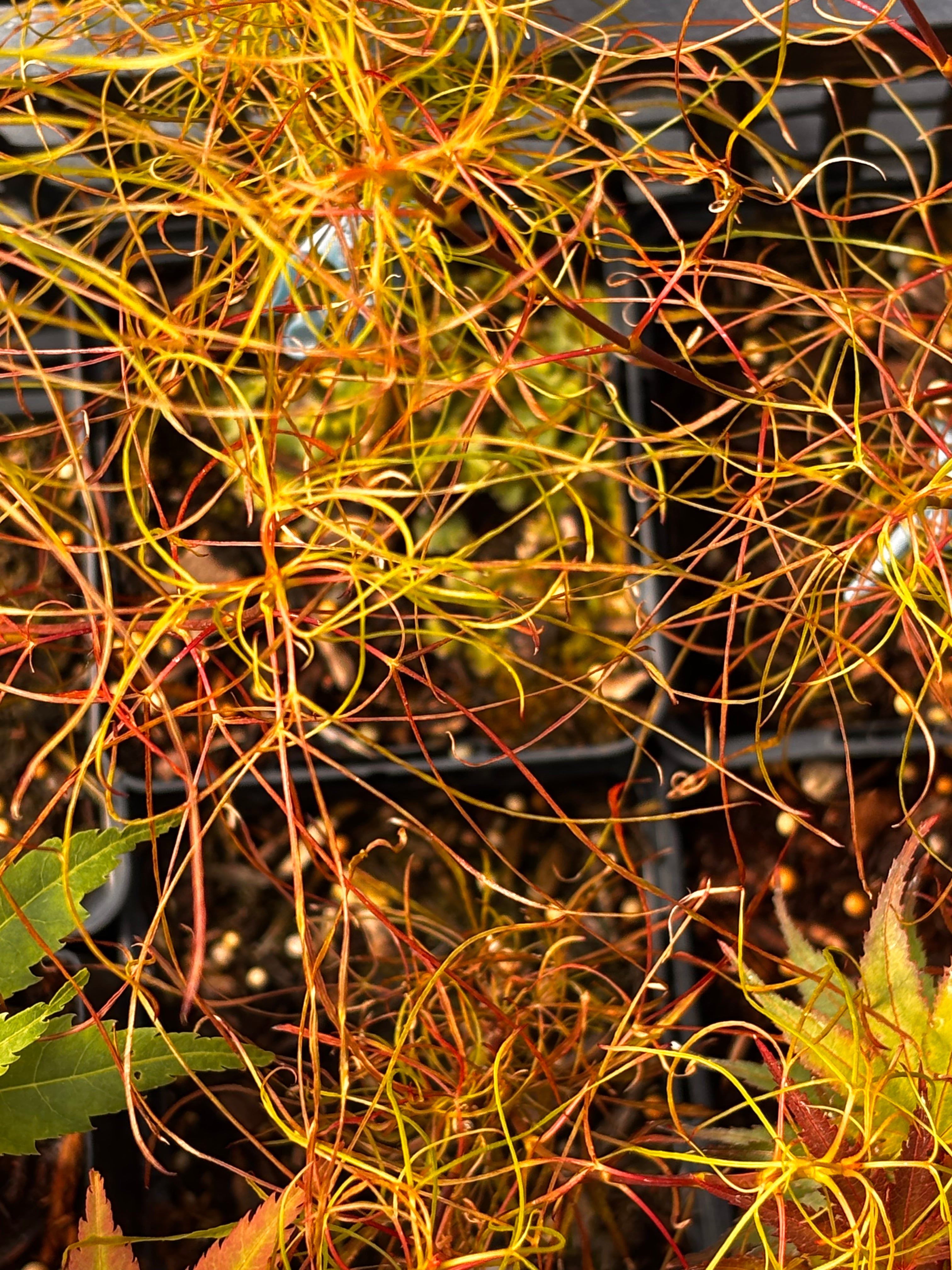 Acer Palmatum ‘Fairy Hair’