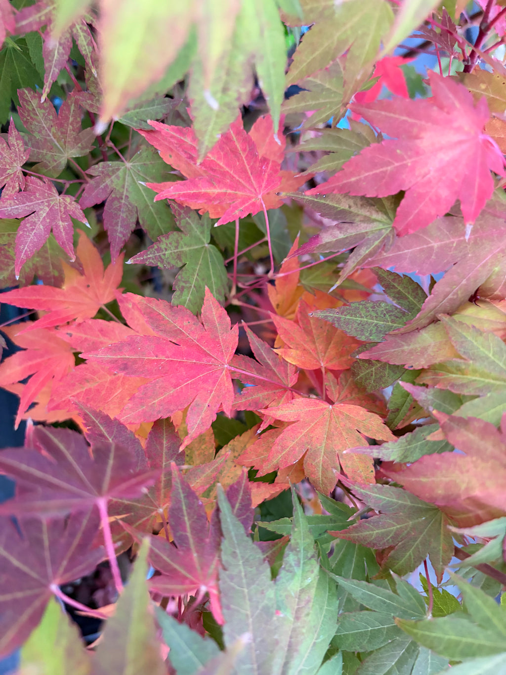 Acer Shirasawanum ‘Garden Glory’