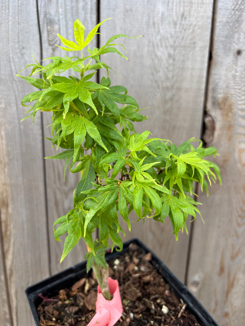 Acer Palmatum ‘El Tigre’ Mendoza