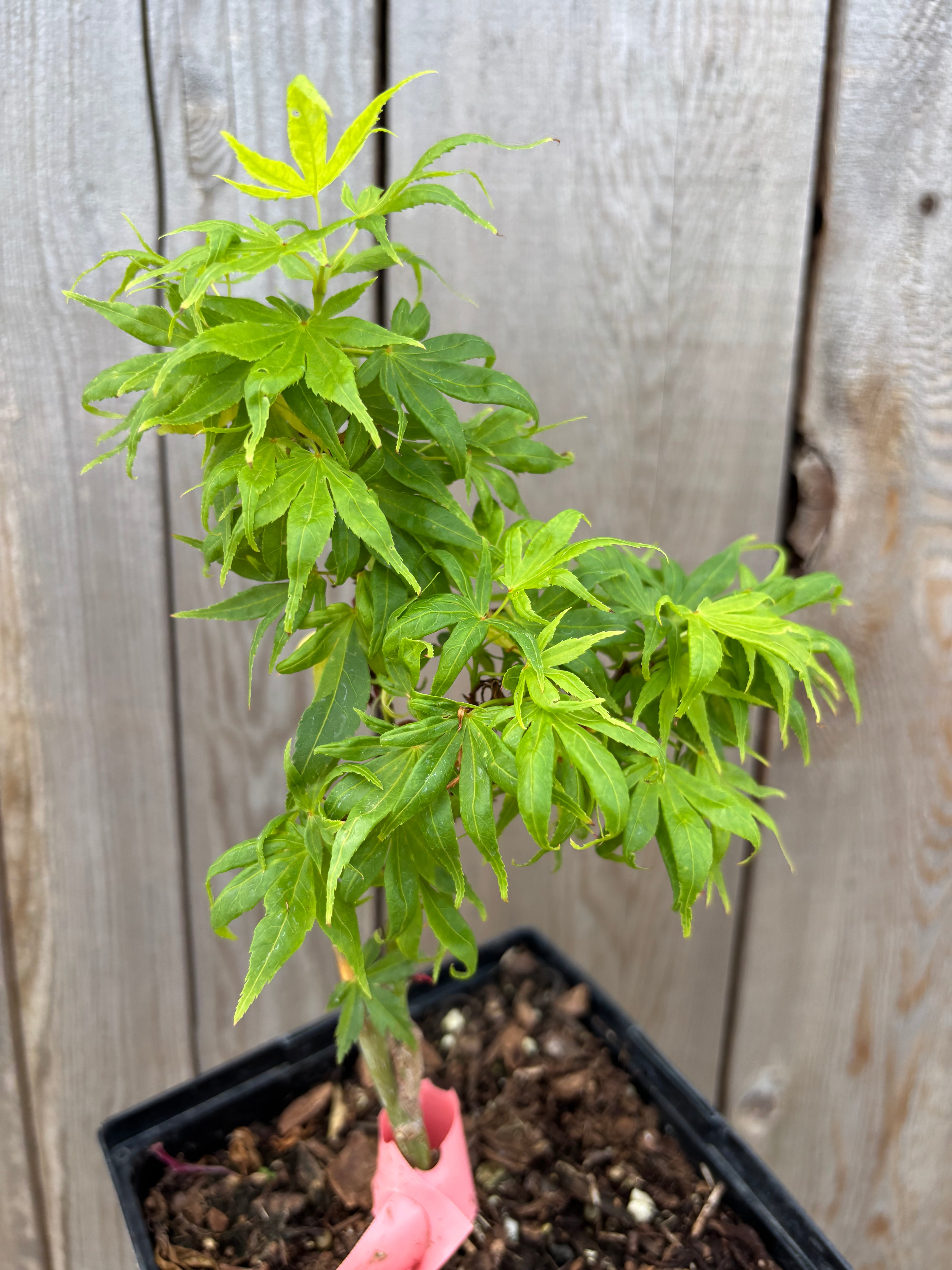 Acer Palmatum ‘El Tigre’ Mendoza
