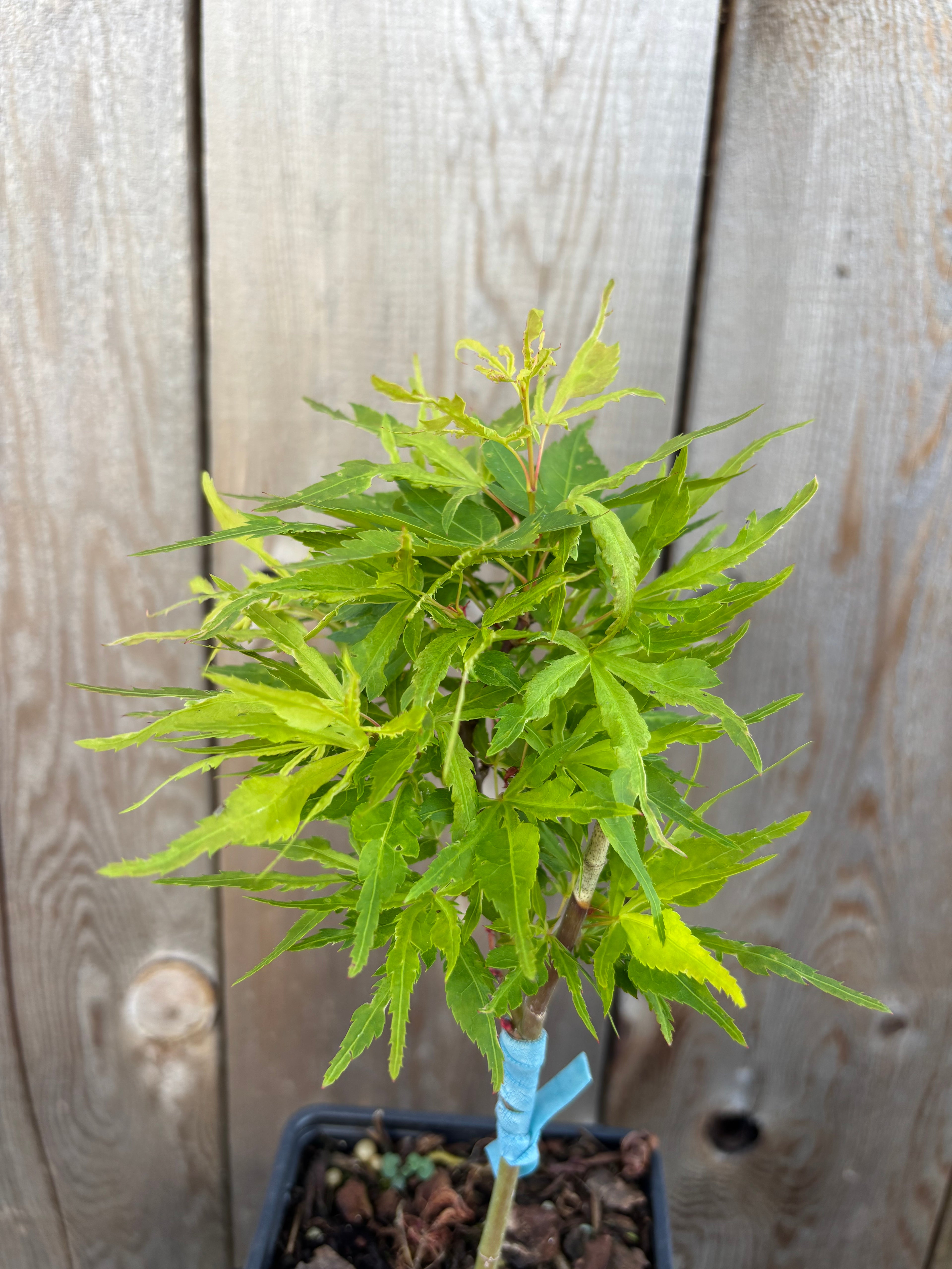 Acer Palmatum ‘Catalina Yatsubusa’