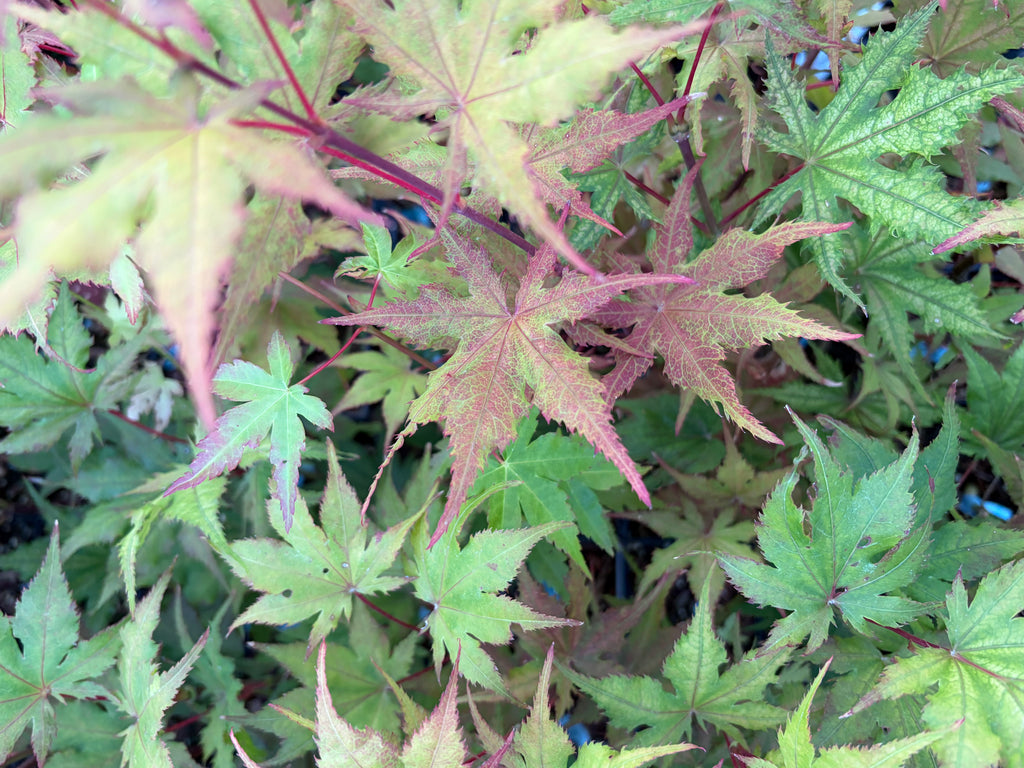 Acer Palmatum ‘Celebration’