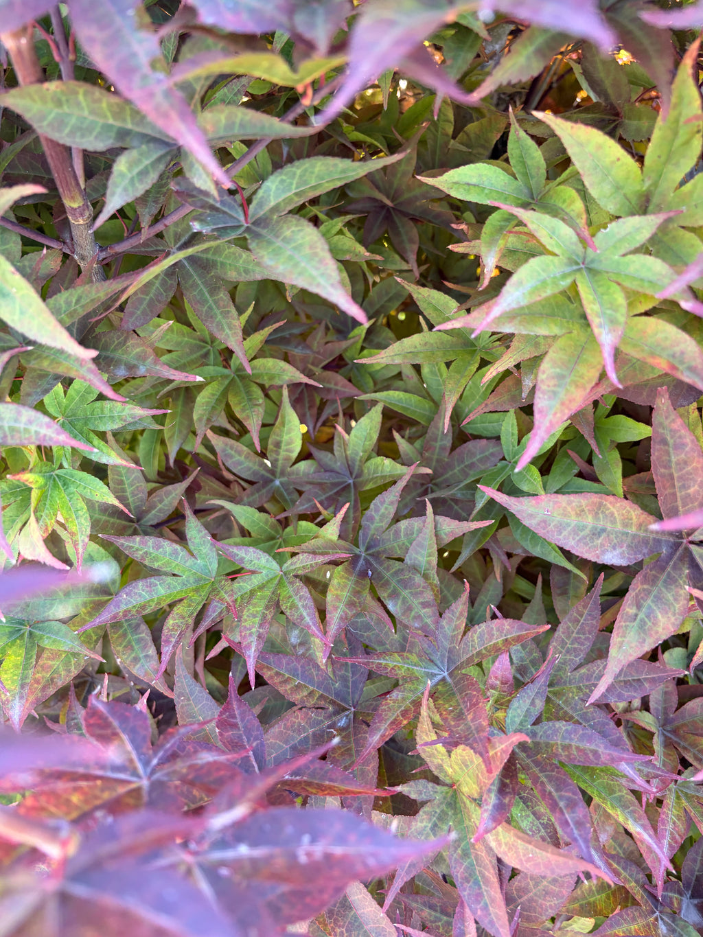 Acer Palmatum ‘Rhode Island Red’