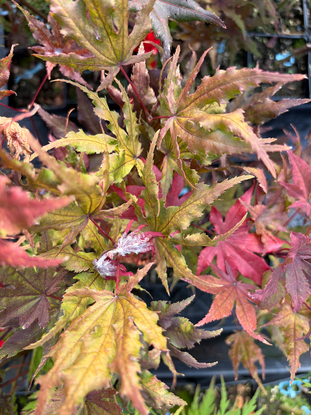Acer Palmatum ‘Waveleaf’