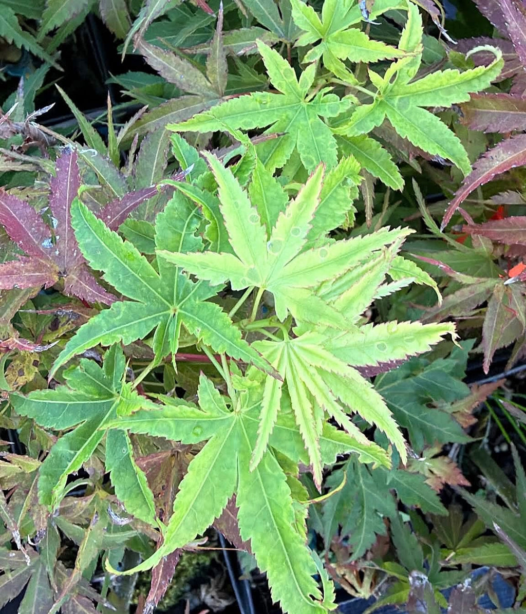 Acer Palmatum ‘Tattoo’