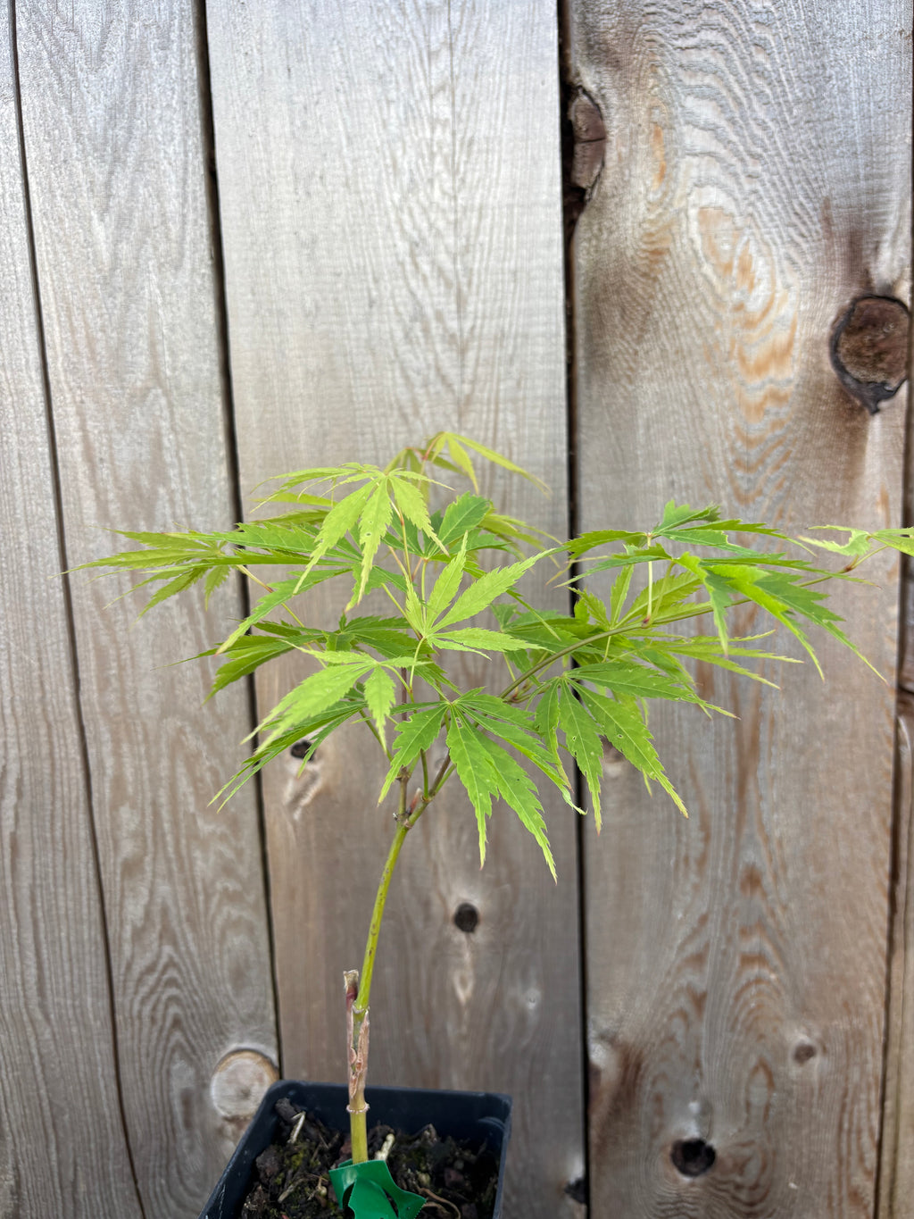 Acer Palmatum ‘Fascination’