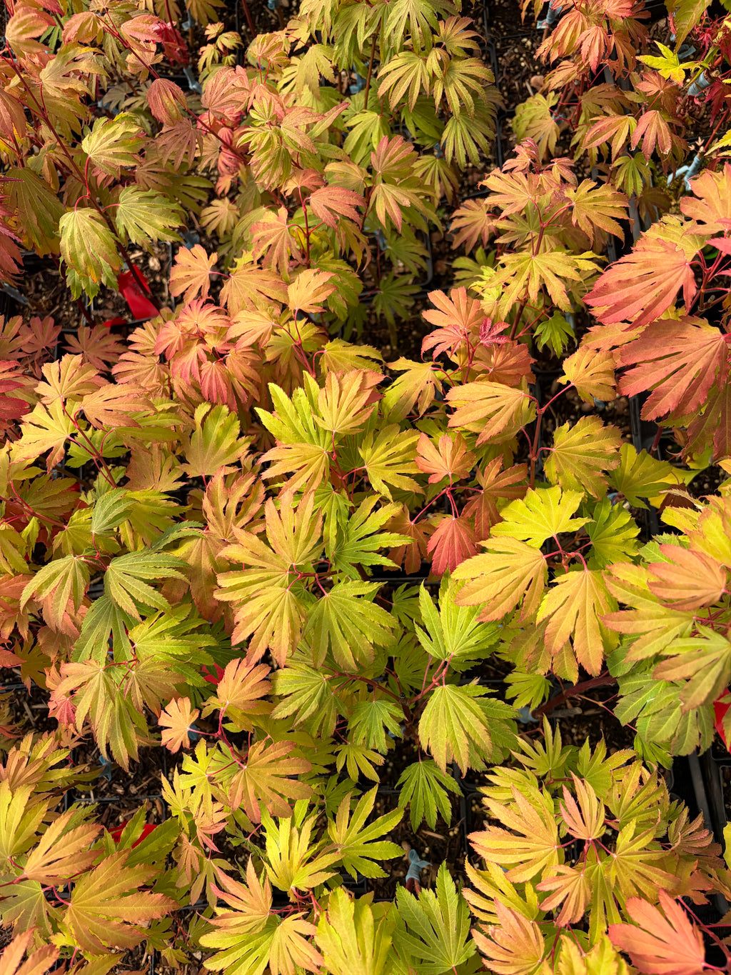 Acer circinatum 'Kisetsu dore'