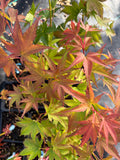 Acer Palmatum ‘Peve Multicolor’