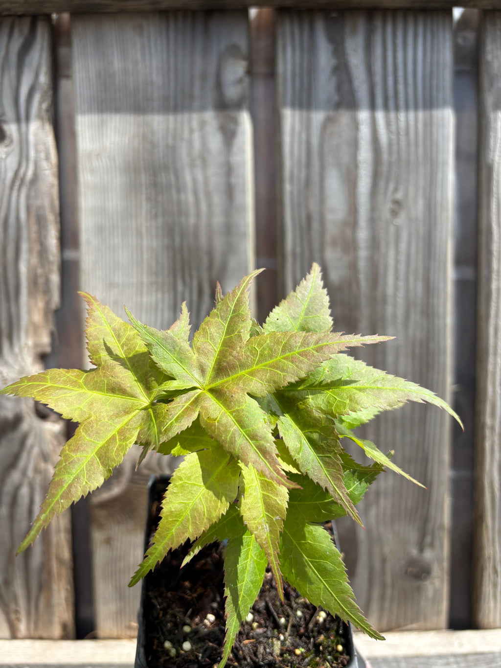 Acer Palmatum ‘Japanese Princess’