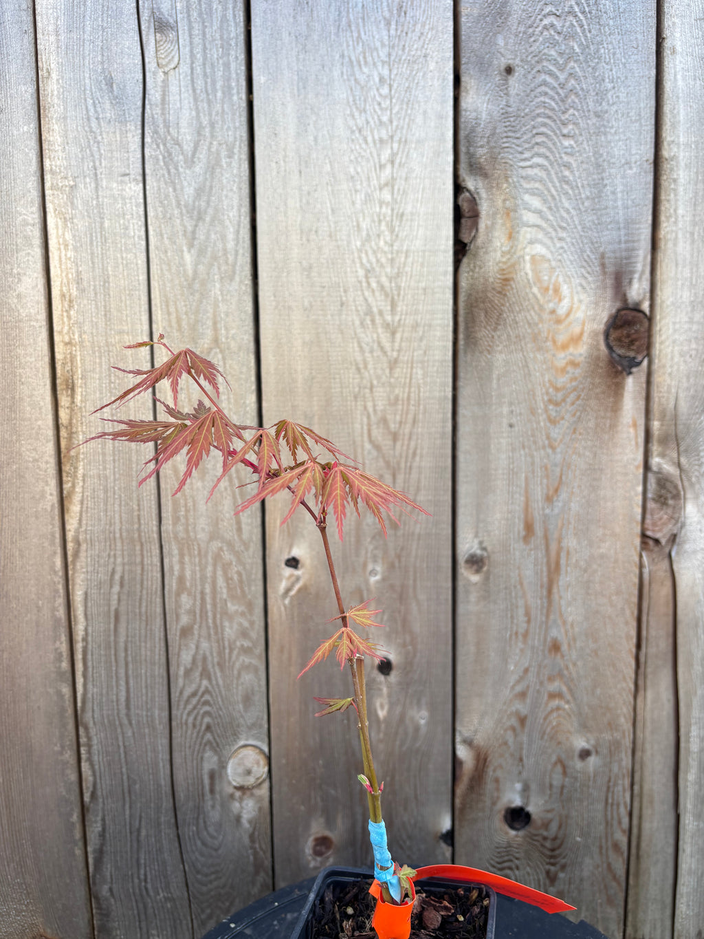 Acer Palmatum ‘Van Essen Gold’