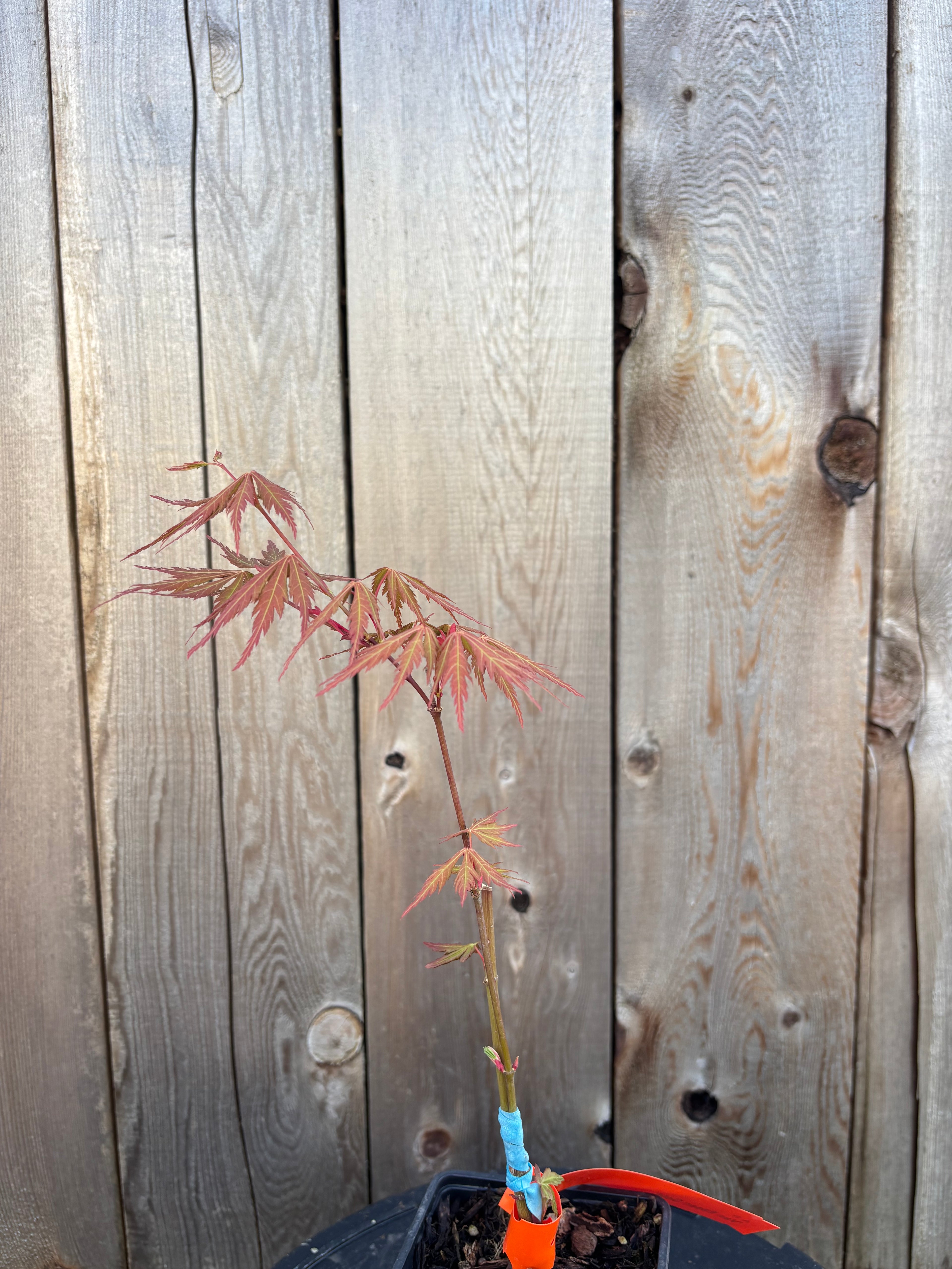 Acer Palmatum ‘Van Essen Gold’