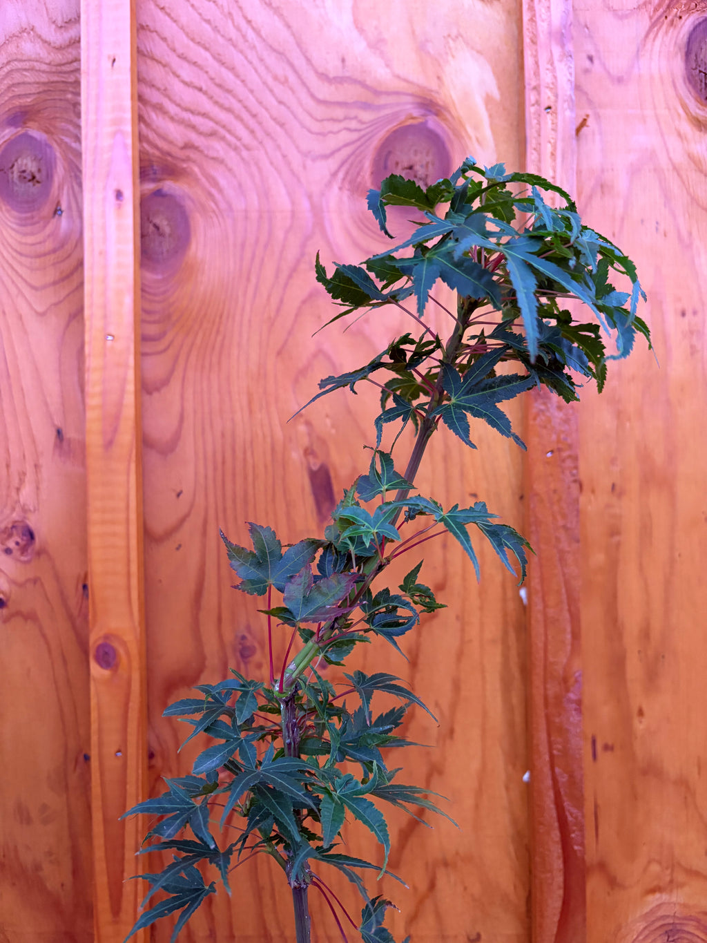 Acer Palmatum ‘Sekka Yatsubusa’