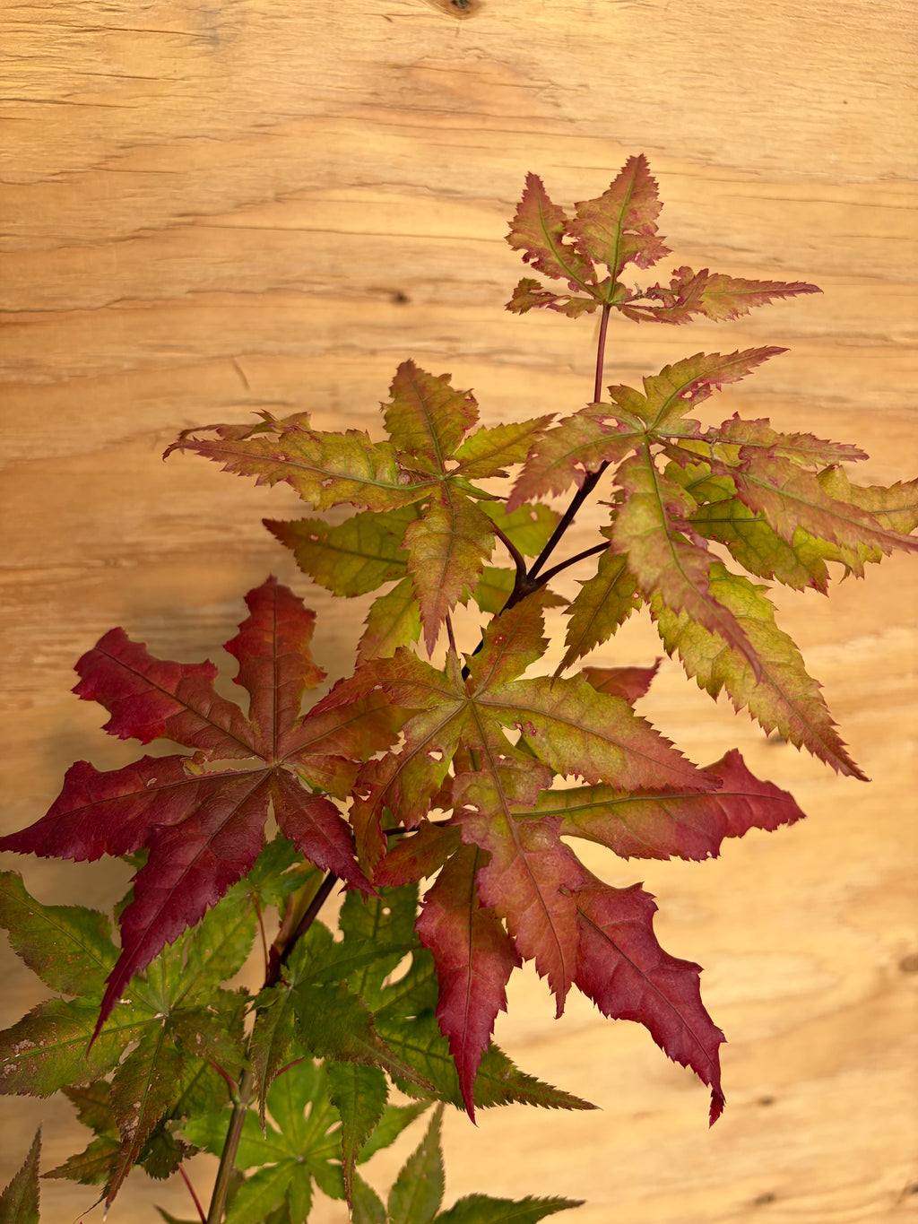Acer Palmatum ‘Ruby De Sofia’