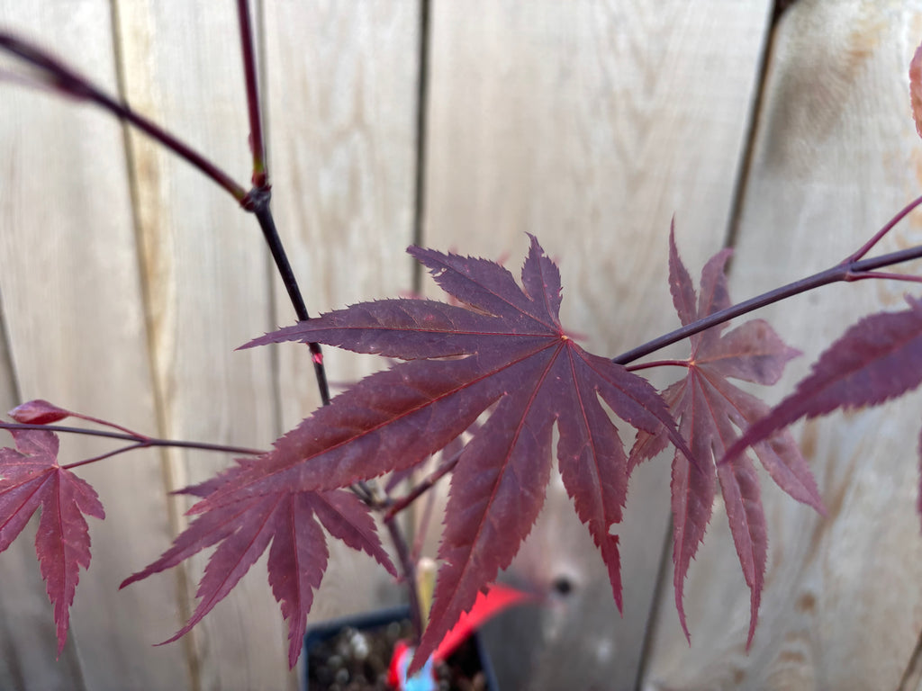 Acer Palmatum ‘Crimson Prince’