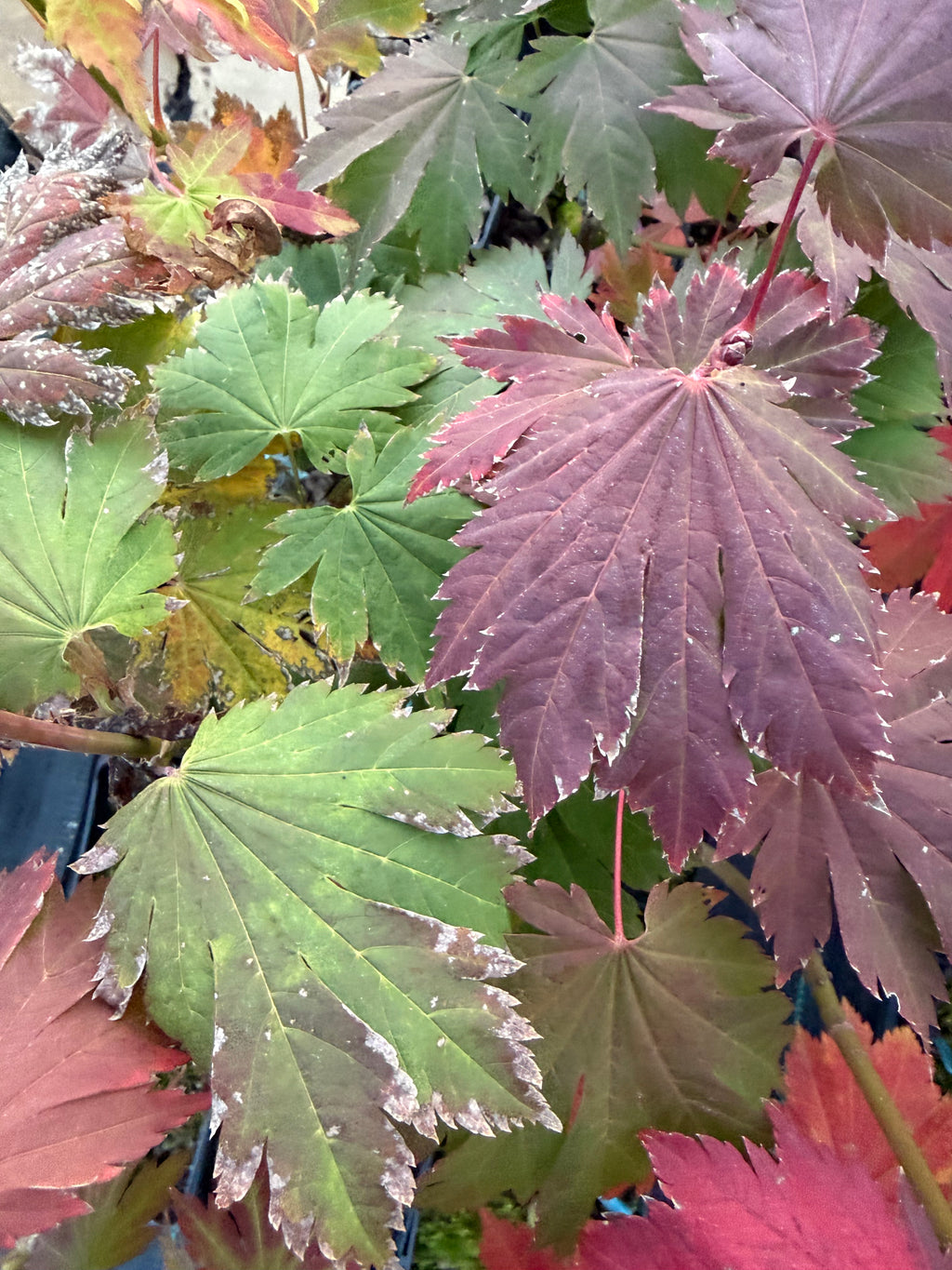 Acer Japonicum ‘O Otaki’