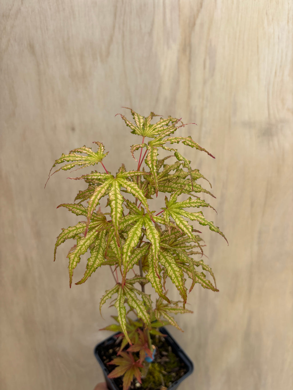 Acer Palmatum ‘Mikazuki’