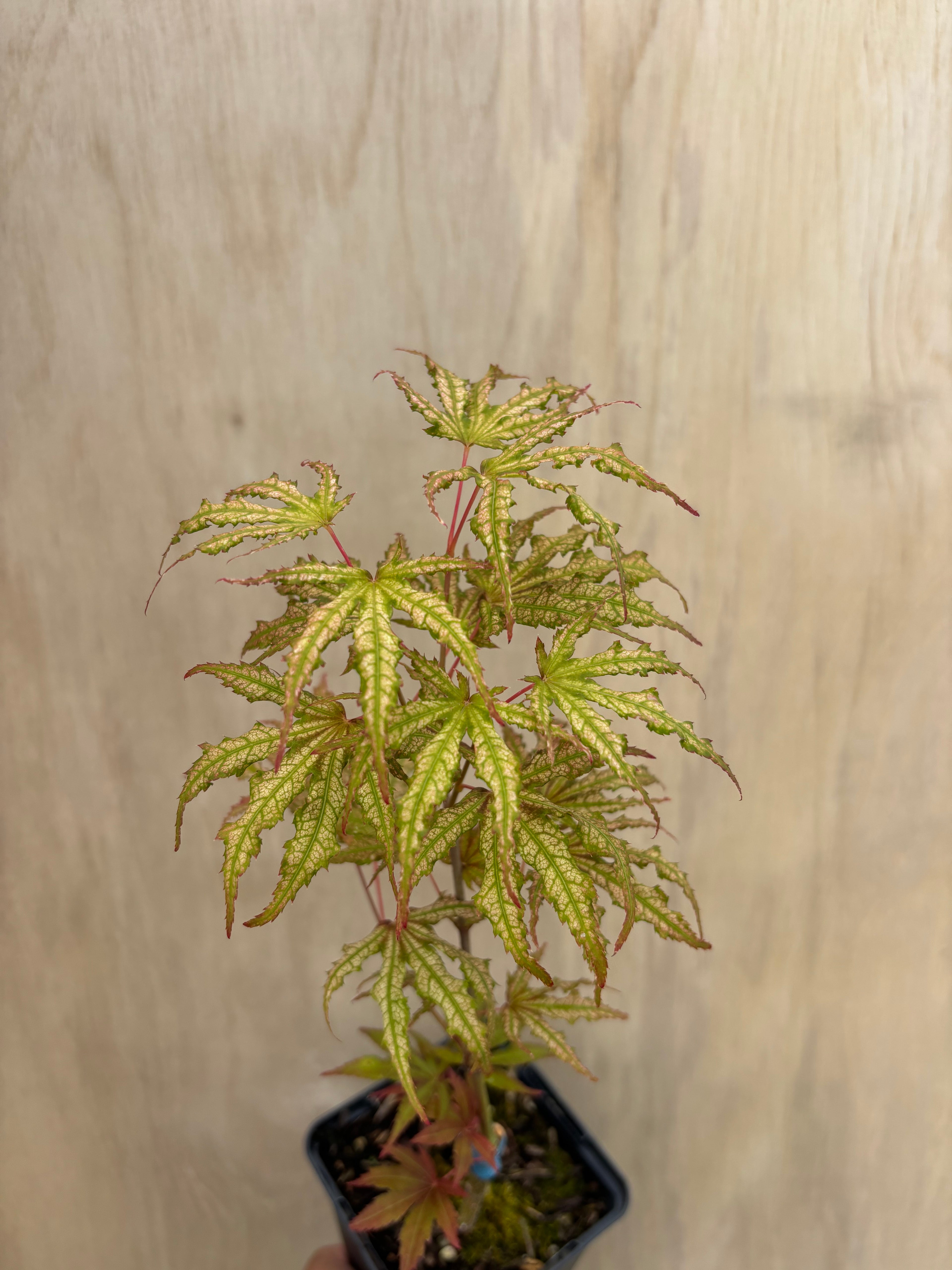 Acer Palmatum ‘Mikazuki’