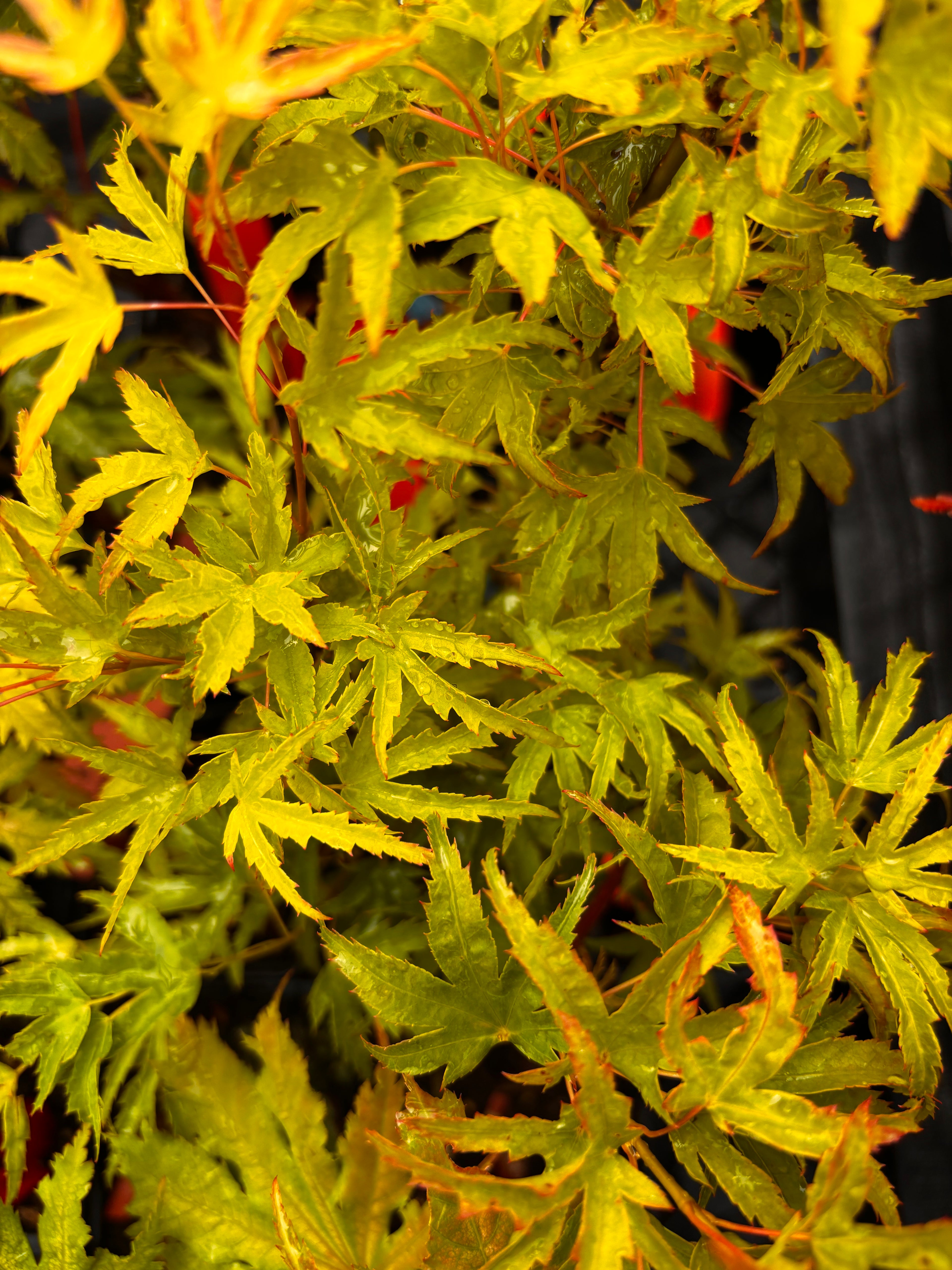 Acer Palmatum ‘Kamagata’