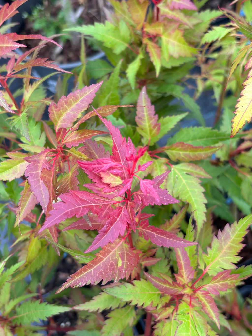 Acer Palmatum ‘Beni Hagoromo’