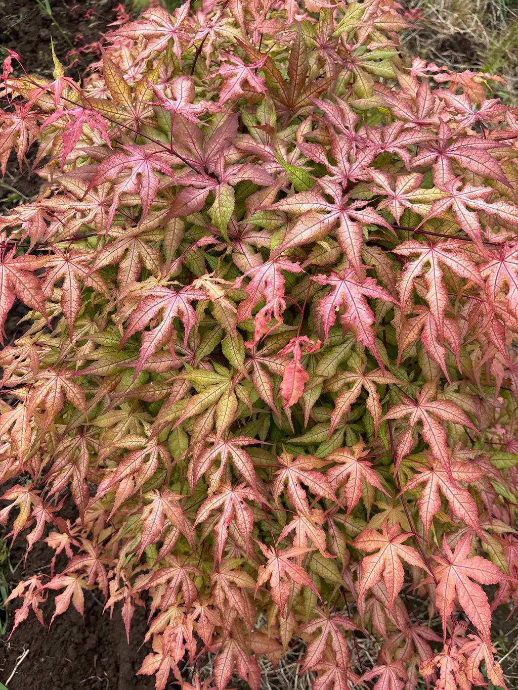 Acer Palmatum 'Pastel’