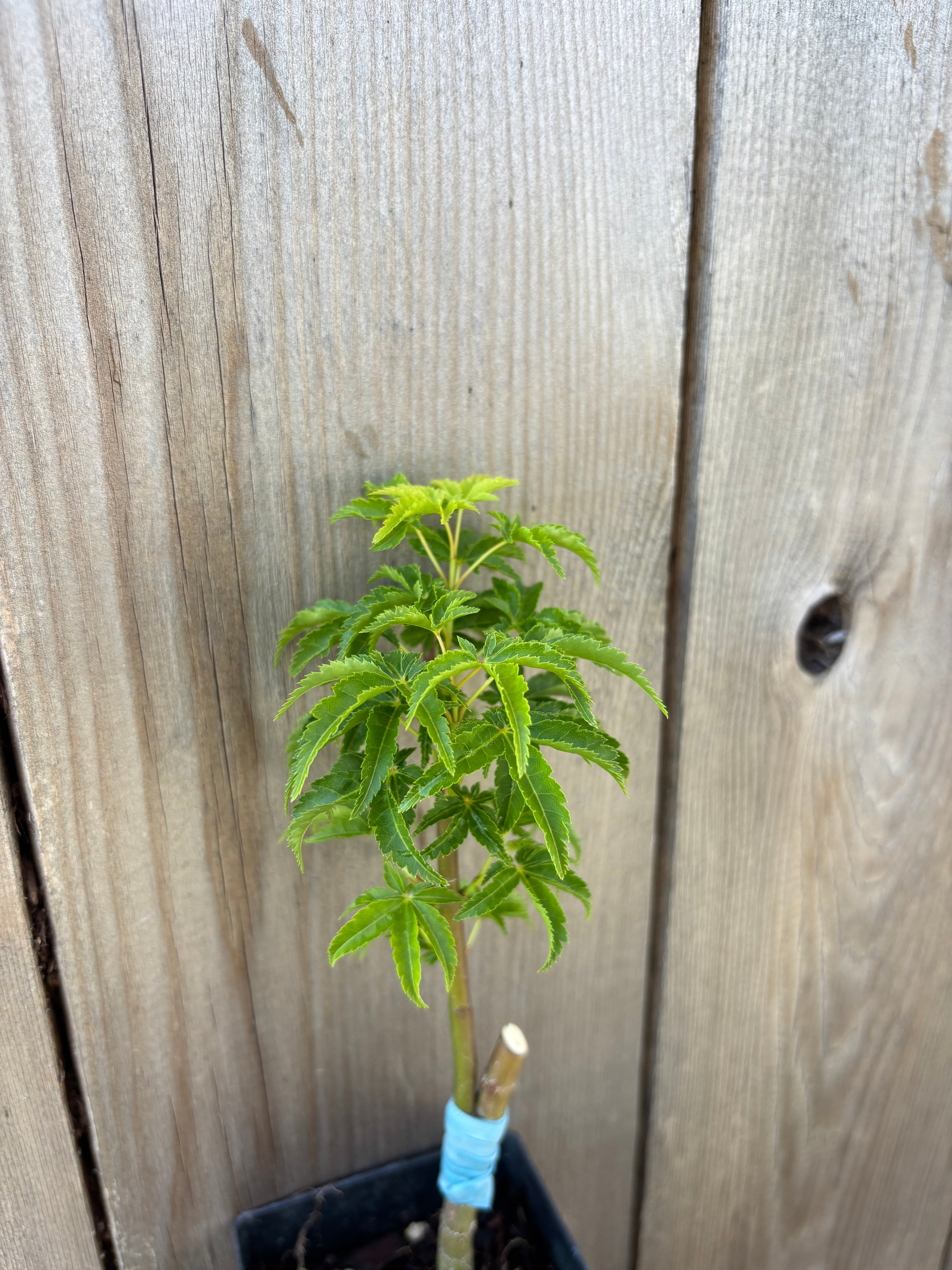Acer Palmatum ‘Shishigashira’
